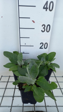 Planten Verbascum bombyciferum   pot 9x9 cm