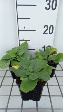 Planten Verbascum phoeniceum 'Flush of White'   pot 9x9 cm