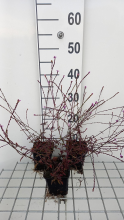 Planten Verbena officinalis 'Bampton'   pot 9x9 cm  