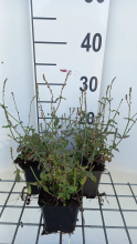 Planten Verbena officinalis   ijzerhard/ijzerkruid   pot 9x9 cm  
