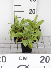Planten Verbascum olympicum   pot 9x9 cm