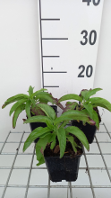 Planten Veronica 'Pink Damask'   pot 9x9 cm