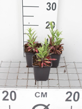 Planten Veronica longifolia   pot 9x9 cm