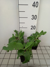 Planten Verbascum nigrum   pot 9x9 cm