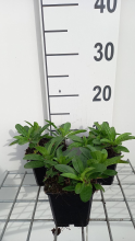 Planten Veronica spicata 'Glory' (Royal Candles)   pot 9x9 cm  