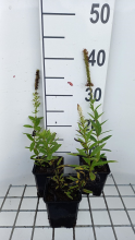Planten Veronicastrum virginicum 'Challenger'   pot 9x9 cm