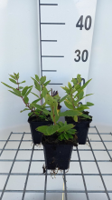 Planten Veronicastrum sibiricum 'Red Arrows'   pot 9x9 cm  