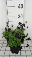 Planten Viola 'Molly Sanderson'   pot 9x9 cm  