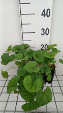 Planten Viola sororia 'Albiflora'   pot 9x9 cm  