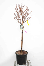Planten Wisteria brachybotrys 'Shiro kapitan'   pot 18L   halfstam boom   stamomtrek 6 8 cm