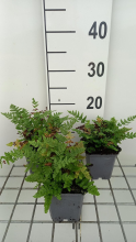 Planten Woodsia obtusa   pot 9x9 cm