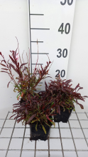 Planten Gaura lindheimeri 'Florgaupi'   pot 9x9 cm