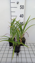 Planten Hemerocallis 'Burning Daylight'   pot 9x9 cm