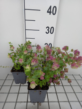 Planten Origanum rotundifolium 'Kent Beauty'   pot 9x9 cm  