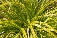Planten Carex oshimensis 'Everlime' (Evercolor)   pot 9x9 cm