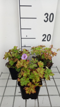 Planten Geranium 'Lilac Ice'   pot 9x9 cm