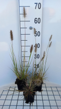 Planten Pennisetum alopecuroides 'Piglet'   pot 9x9 cm