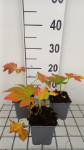 Planten Mukdenia rossii   pot 9x9 cm