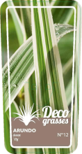 Planten Arundo donax 'Ely'   pot 3L