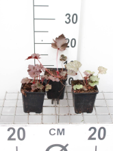 Planten Heuchera 'Black Beauty'®   pot 9x9 cm