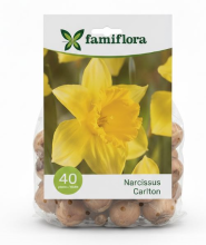 Famiflora Narcissus Carlton   Voorjaarsbloeiers   40 bloembollen