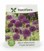 Famiflora Allium Purple Sensation   Voorjaarsbloeiers   15 bloembollen