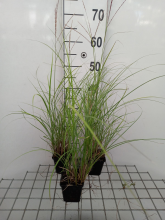 Planten Miscanthus sinensis 'Silberspinne'   Prachtriet   pot 9x9 cm  