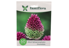 Famiflora Allium Sphaerocephalon   Voorjaarsbloeiers   60 bloembollen