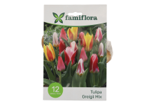 Famiflora Tulipa Greigii Mix   Voorjaarsbloeiers   12 bloembollen