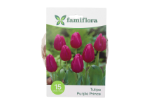 Famiflora Purple Prince   Voorjaarsbloeiers   15 bloembollen
