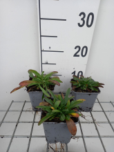 Planten Aster alpinus   pot 9x9 cm