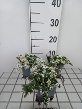 Planten Aster ericoides 'Snowflurry'   pot 9x9 cm