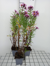Planten Aster novae angliae 'Barr's Pink'   pot 9x9 cm