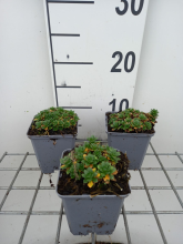 Planten Aubrieta 'Blaumeise'   pot 9x9 cm