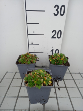 Planten Aubrieta deltoidea 'Alba'   pot 9x9 cm  