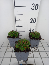 Planten Aubrieta gracilis 'Kitte'   pot 9x9 cm  