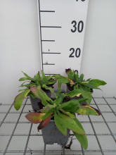 Planten Echium amoenum   pot 9x9 cm