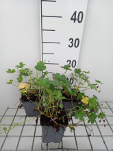 Planten Geranium x riversleaianum 'Mavis Simpson'   pot 9x9 cm