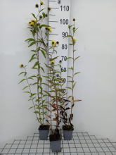 Planten Helianthus 'Carine'   pot 9x9 cm  
