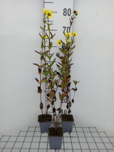 Planten Helianthus microcephalus   pot 9x9 cm  