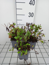Planten Mimulus cupreus 'Roter Kaiser'   pot 9x9 cm