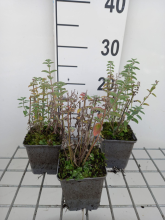 Planten Nepeta 'Novanepjun' (Junior Walker)   pot 9x9 cm  