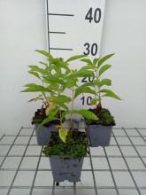 Planten Phlox 'Elizabeth Arden'   pot 9x9 cm