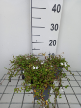 Planten Pratia angulata 'Treadwellii'   pot 9x9 cm  
