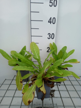 Planten Primula beesiana   pot 9x9 cm