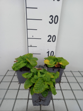 Planten Primula elatior   pot 9x9 cm  