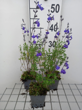Planten Salvia lycioides   pot 9x9 cm  