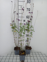 Planten Salvia 'Nachtvlinder'   pot 9x9 cm  