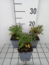 Planten Salvia nemorosa 'Florsalpi' (Sensation Medium Pink)   pot 9x9 cm
