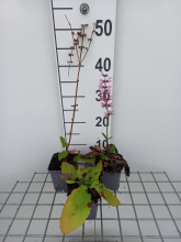 Planten Salvia pratensis 'Rose Rhapsody'   pot 9x9 cm  